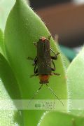 Cantharis livida